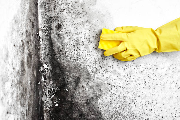 Best Mold Damage Repair  in Rainsville, AL