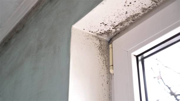 Best Same-Day Mold Removal  in Rainsville, AL