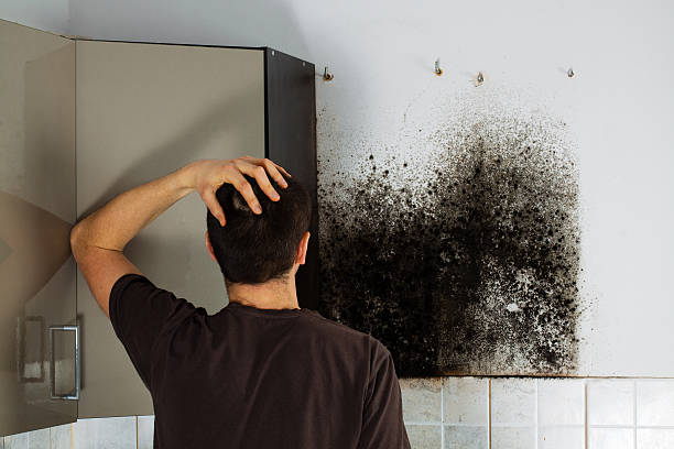Best Local Mold Removal Service  in Rainsville, AL