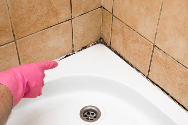 Best Fast Mold Removal  in Rainsville, AL