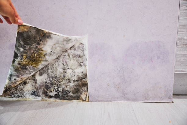 Professional Mold Removal in Rainsville, AL